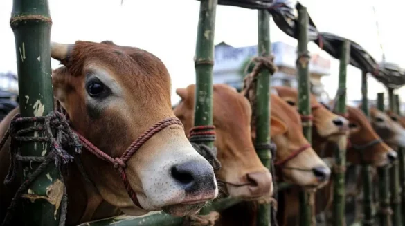 কোরবানির হাট